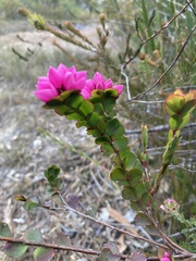 Boronia serrulata