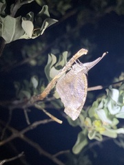 Libytheana carinenta