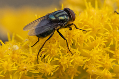 Cochliomyia