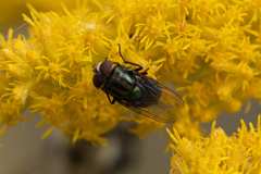 Cochliomyia