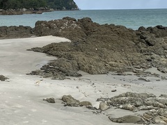 Charadrius obscurus aquilonius