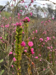 Boronia serrulata