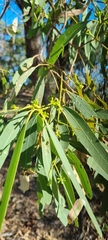 Acacia salicina
