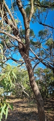 Acacia salicina