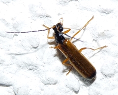 Rhagonycha lignosa
