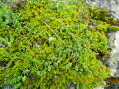 Sedum acre