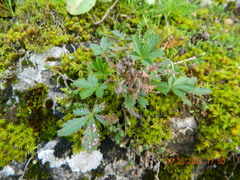 Potentilla