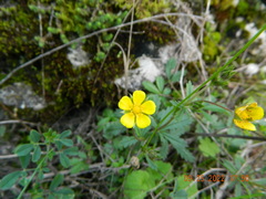 Potentilla