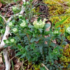 Pimelea humilis