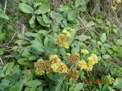 Hylotelephium maximum