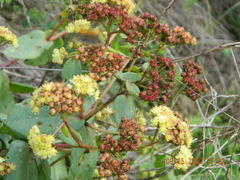 Hylotelephium maximum