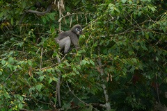 Trachypithecus obscurus