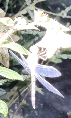 Bradinopyga geminata