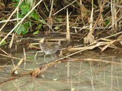 Porzana porzana