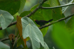 Chrysococcyx xanthorhynchus