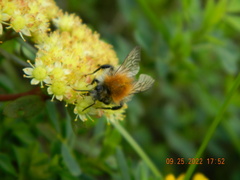 Bombus pascuorum
