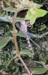 Bradinopyga geminata