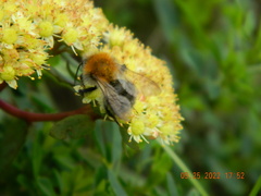 Bombus pascuorum