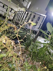 Bradinopyga geminata