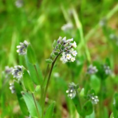 Myosotis discolor discolor