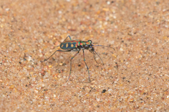 Cosmodela aurulenta