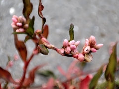 Persicaria maculosa