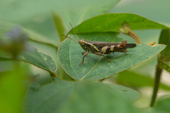 Xenocatantops humilis