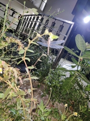 Bradinopyga geminata