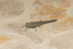 Scelimena gombakensis