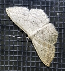 Scopula umbilicata