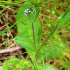 Myosotis discolor discolor