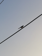 Dendrocitta formosae formosae