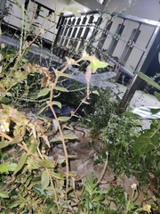 Bradinopyga geminata