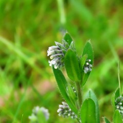 Myosotis discolor discolor