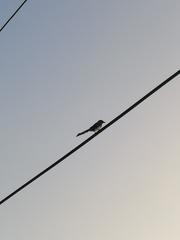 Dendrocitta formosae formosae