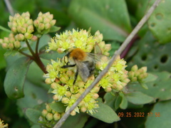 Bombus pascuorum