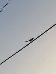 Dendrocitta formosae formosae