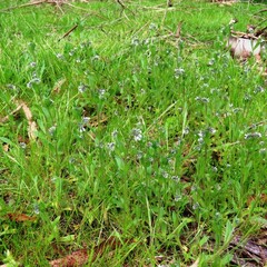 Myosotis discolor discolor