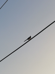 Dendrocitta formosae formosae