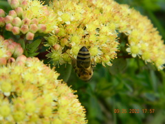 Apis mellifera