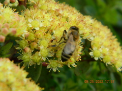 Apis mellifera