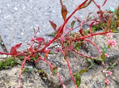 Persicaria maculosa