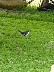 Leucosarcia melanoleuca