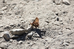 Euphydryas