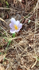 Crocus serotinus