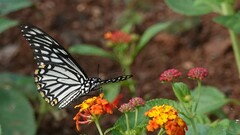 Papilio clytia