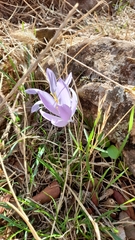 Crocus serotinus