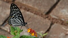 Papilio clytia