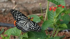 Papilio clytia