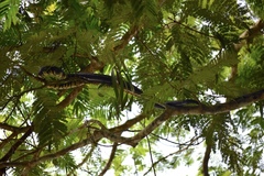 Spilotes pullatus